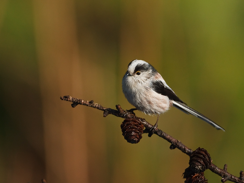 Aegithalos caudatus Staartmees Long-tailed Tit